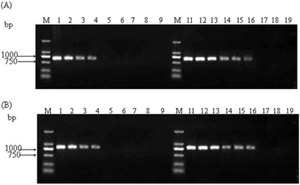 Porcine reproductive and respiratory syndrome virus nano PCR differential diagnosis kit and detection method thereof