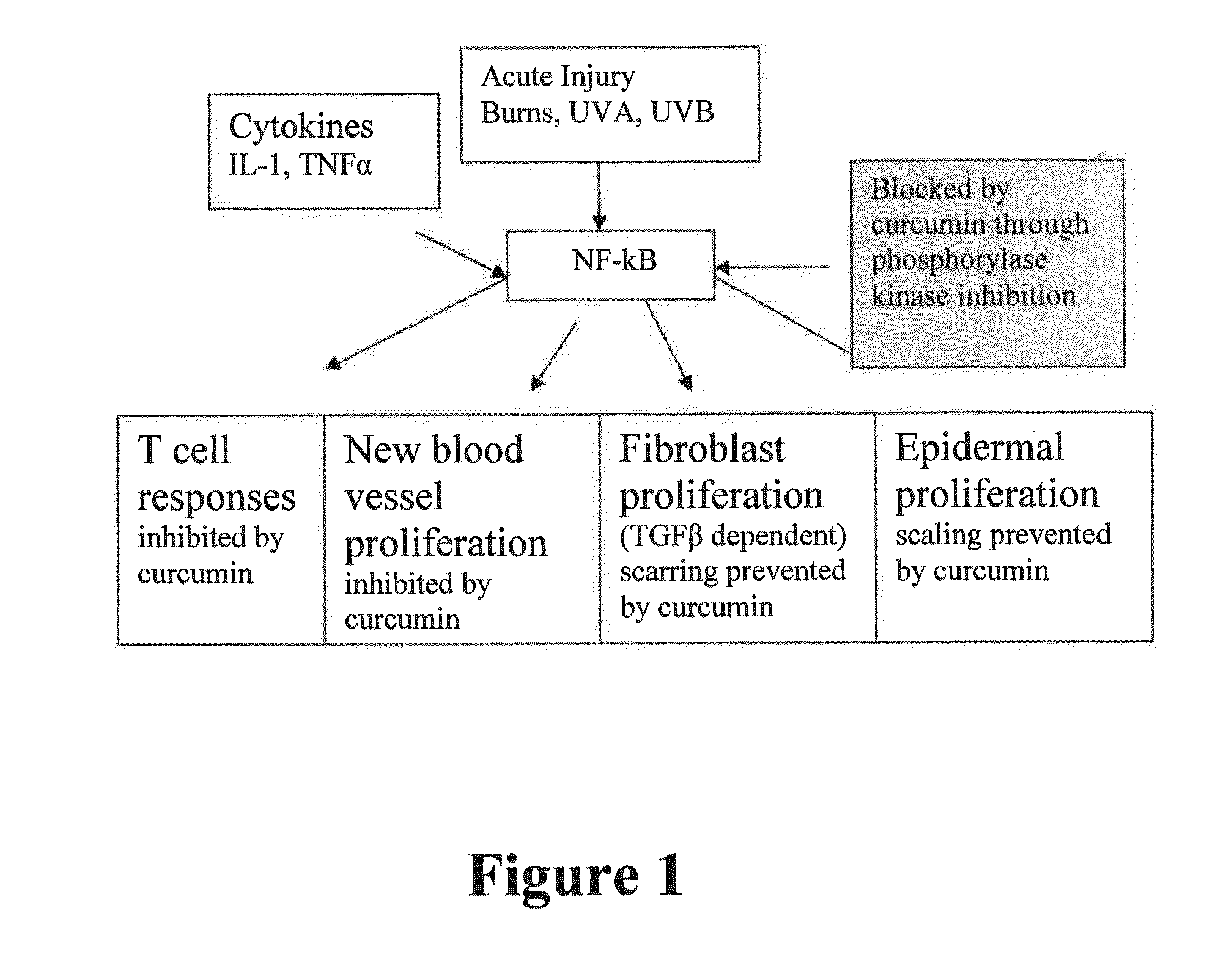 Method for repair of acute and chronic injury, such as burned and photodamaged skin