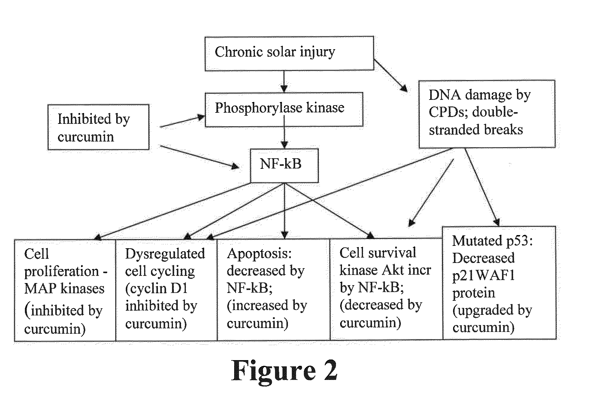 Method for repair of acute and chronic injury, such as burned and photodamaged skin