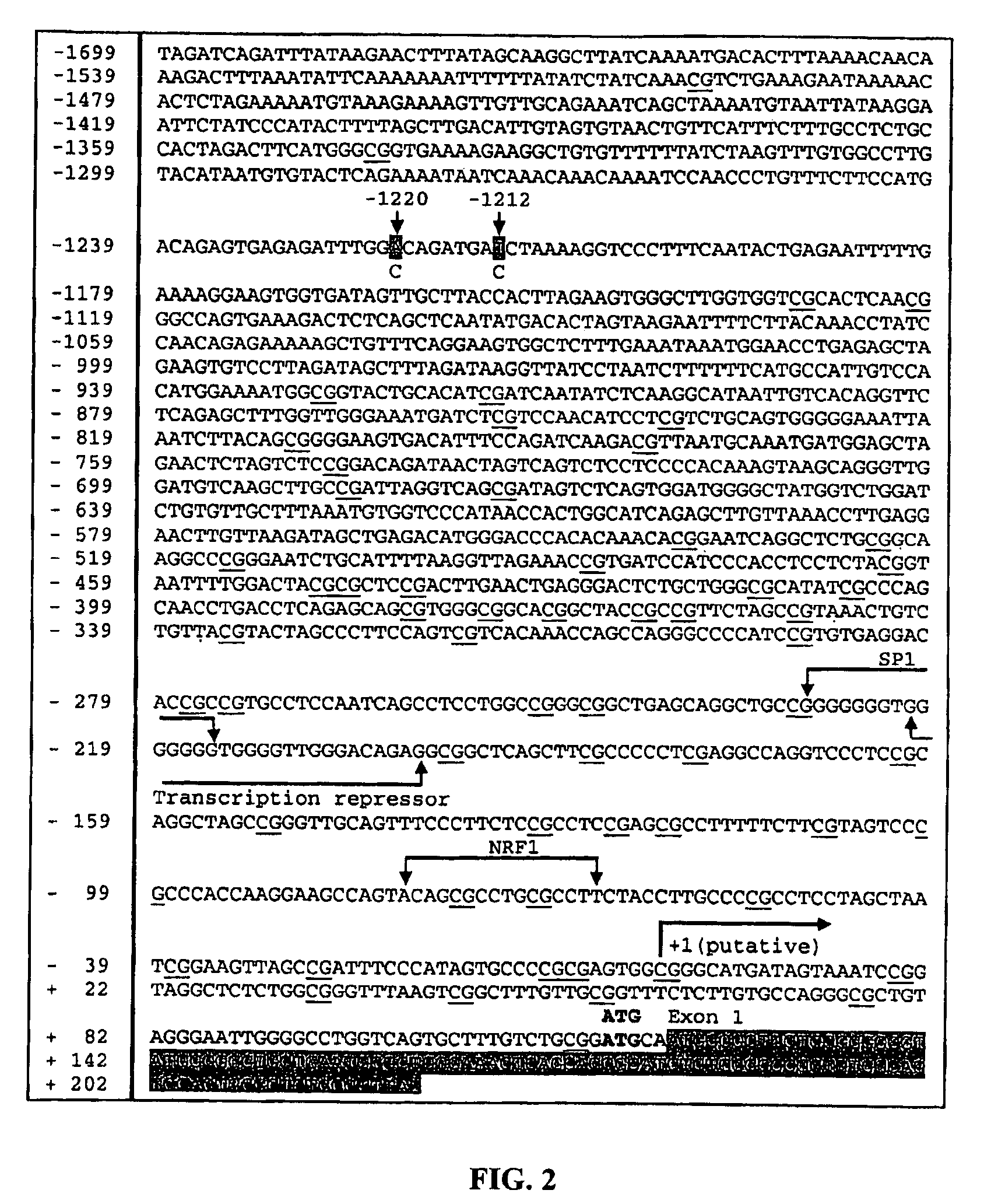 Polymorphisms in mitochondrial transcription factor A (“<i>TFAM</i>”) gene and their associations with measures of marbling and subcutaneous fat depth in beef cattle