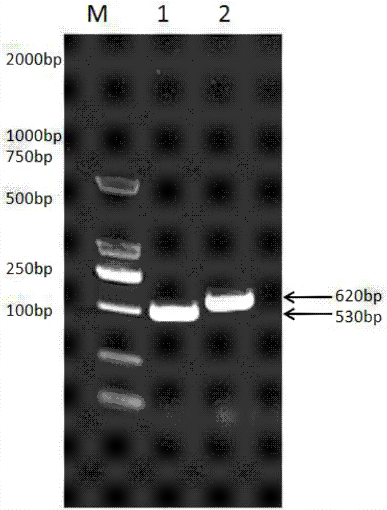 Recombinant ovine pegylated interferon tau, fusion protein for preparing same and preparation method of fusion protein