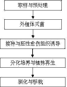 Anther culture method for indica japonica hybrid rice