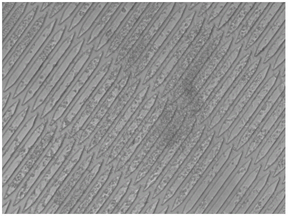 Method for establishing micro-fluidic chip based human heart model