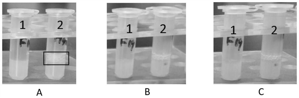 Construction method and application of yarrowia lipolytica with reduced fermentation foam production capacity