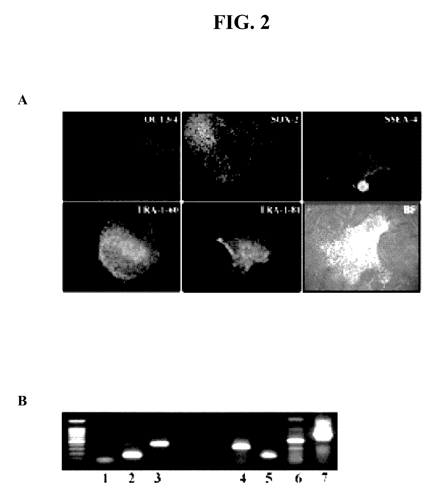 Methods and compositions for growth of cells and embryonic tissue on a synthetic polymer matrix
