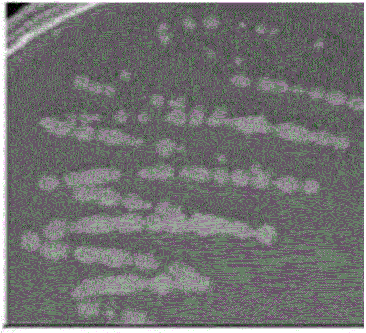 Bacillus amyloliquefaciens strain and its application in waste deodorization