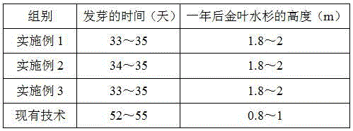 Method for seedling and grafting metasequoia glyptostroboides GoldRush