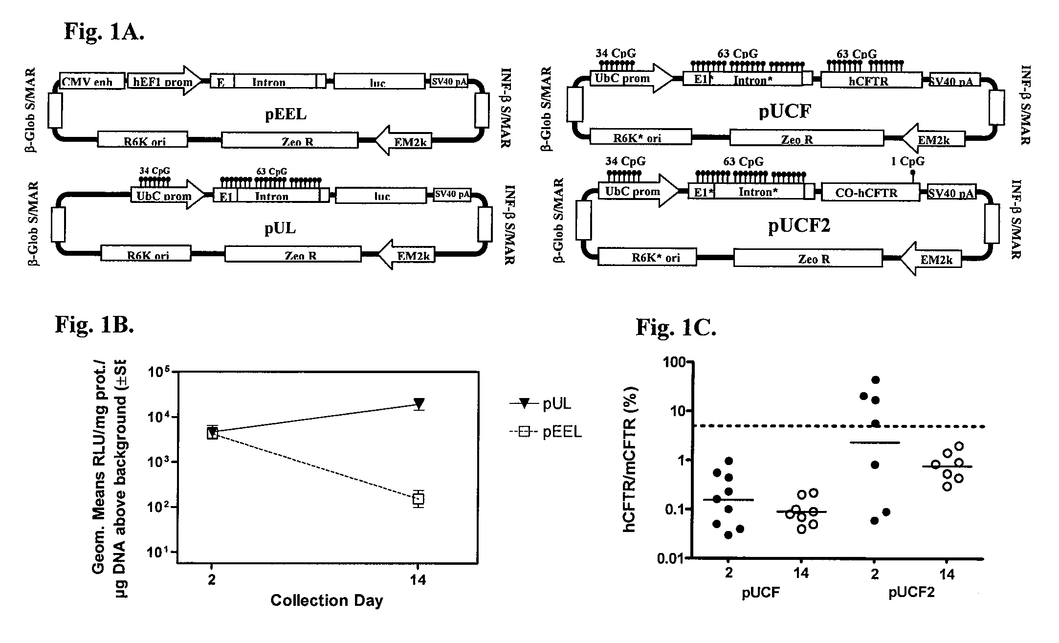 Long-term in vivo transgene expression