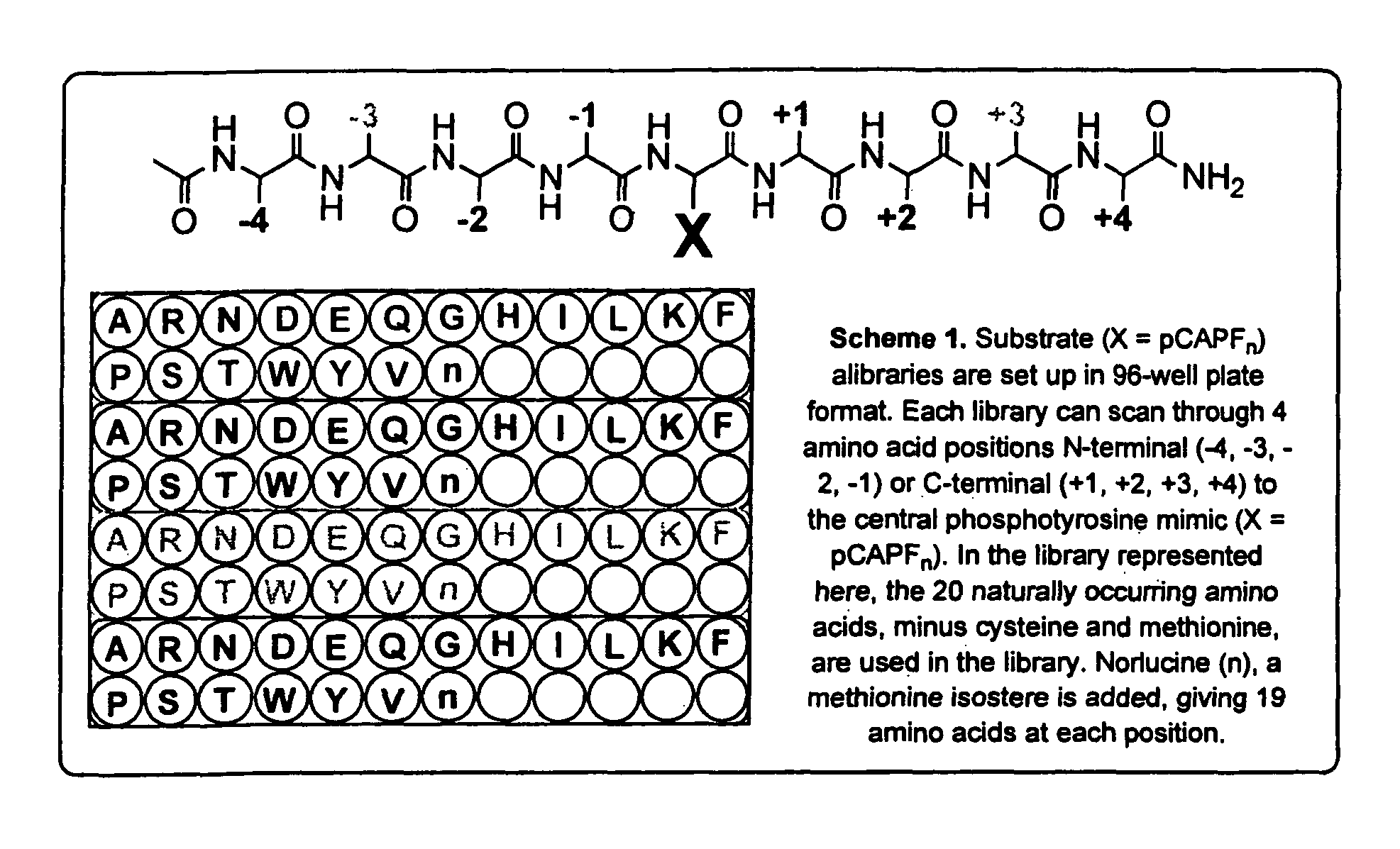 Coumarin-based amino acids for use in enzyme activity and substrate specificity assays