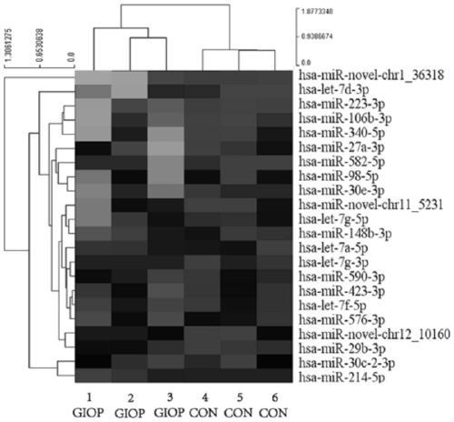 Let-7f-5p and application of target gene thereof for preparing medicine for treating osteoporosis