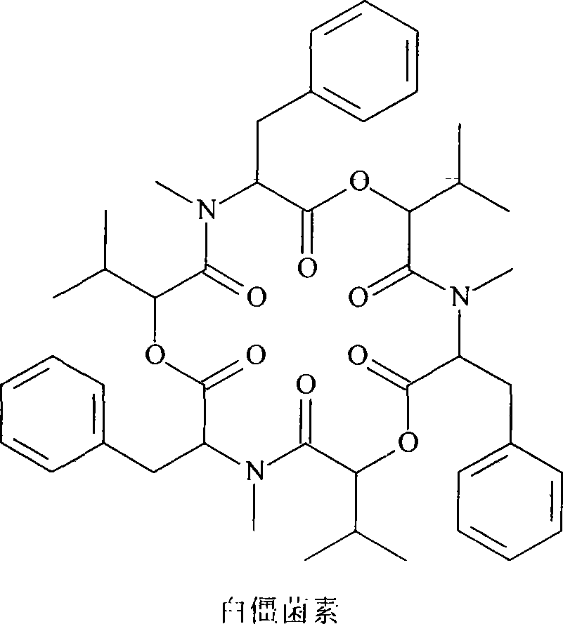 Dioscorea zingiberensis endogenesis fusarium capable of producing beauvericin and antibacterial activity thereof