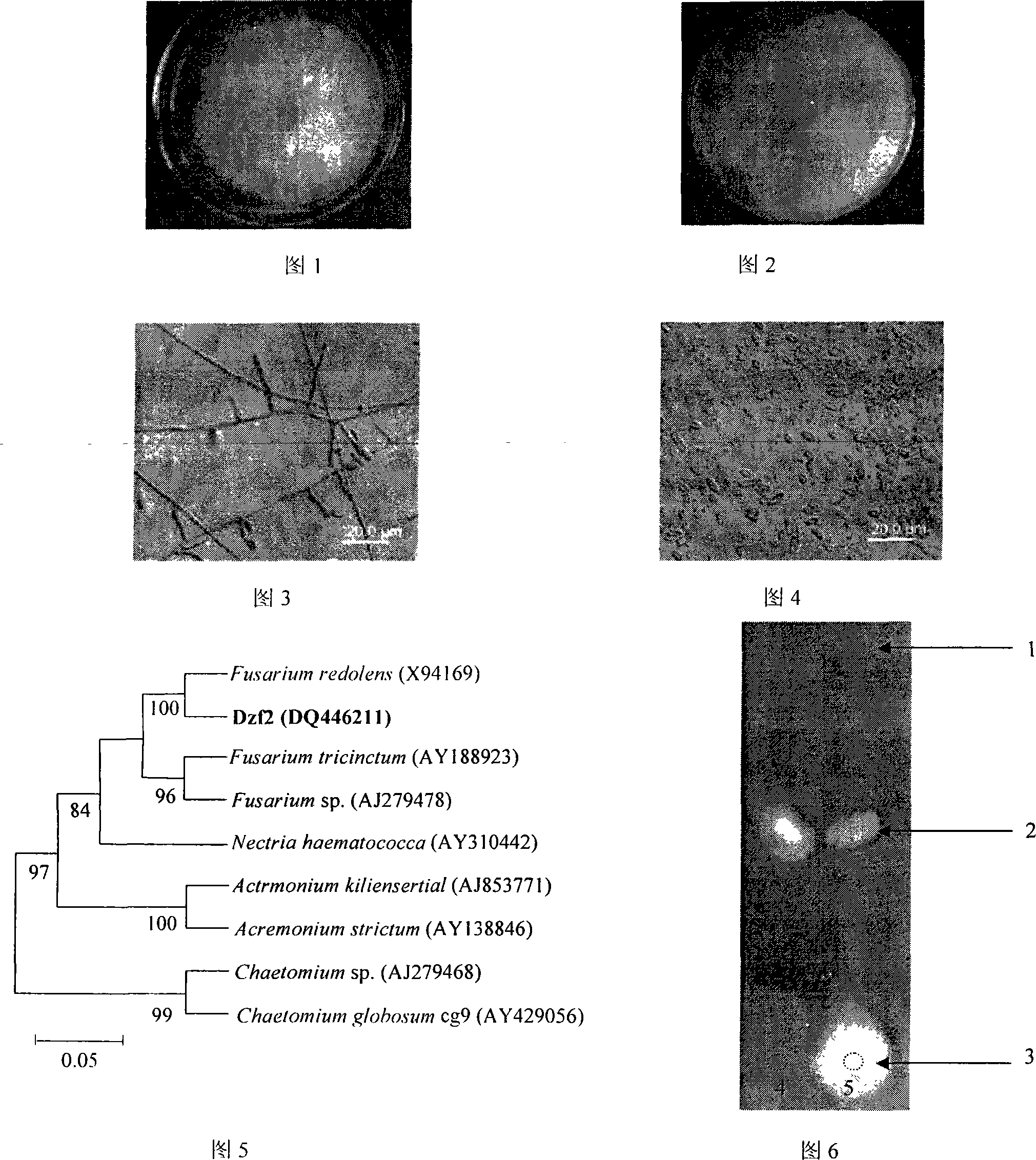 Dioscorea zingiberensis endogenesis fusarium capable of producing beauvericin and antibacterial activity thereof