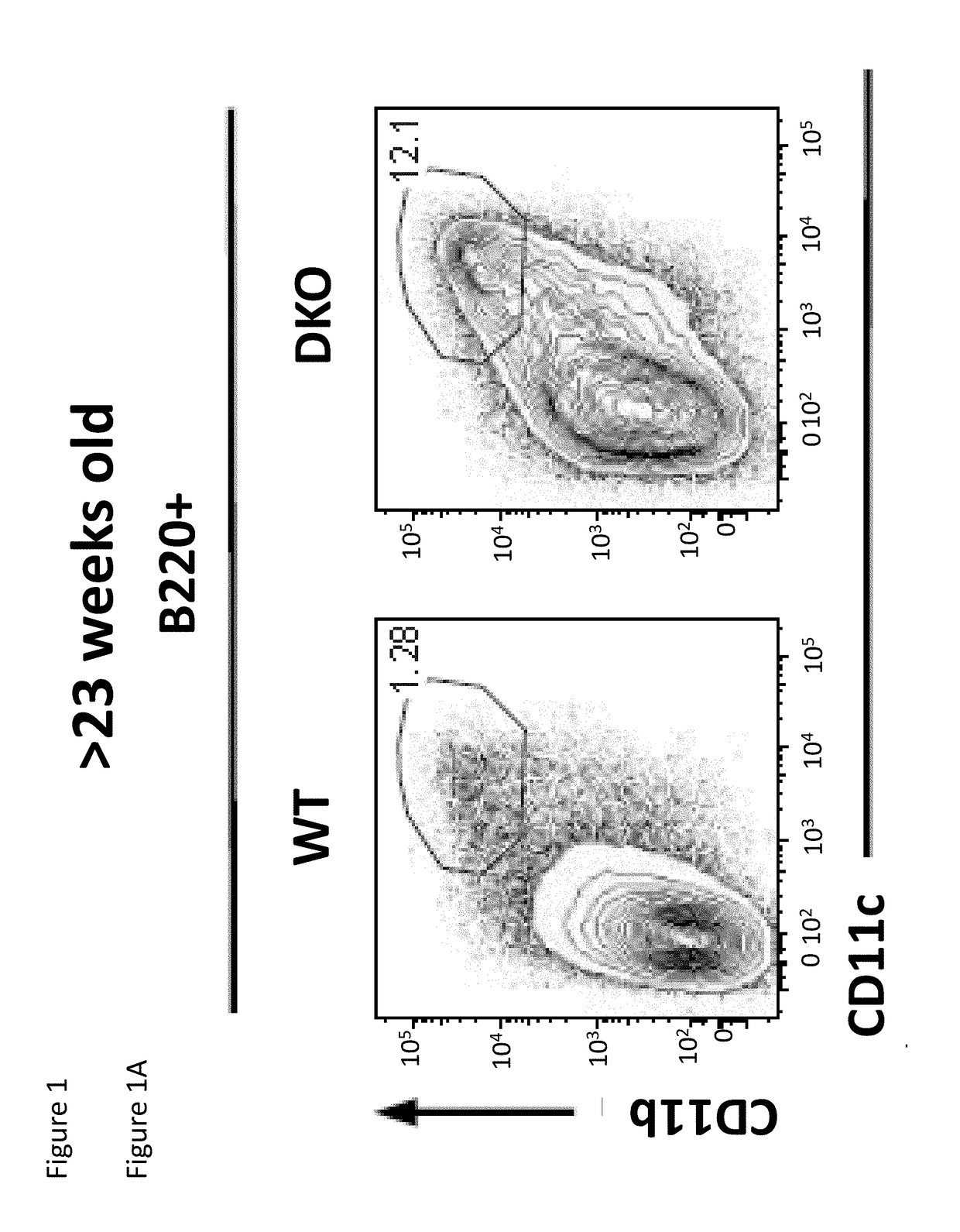 Inhibition of expansion and function of pathogenic age-associated b cells and use for the prevention and treatment of autoimmune disease