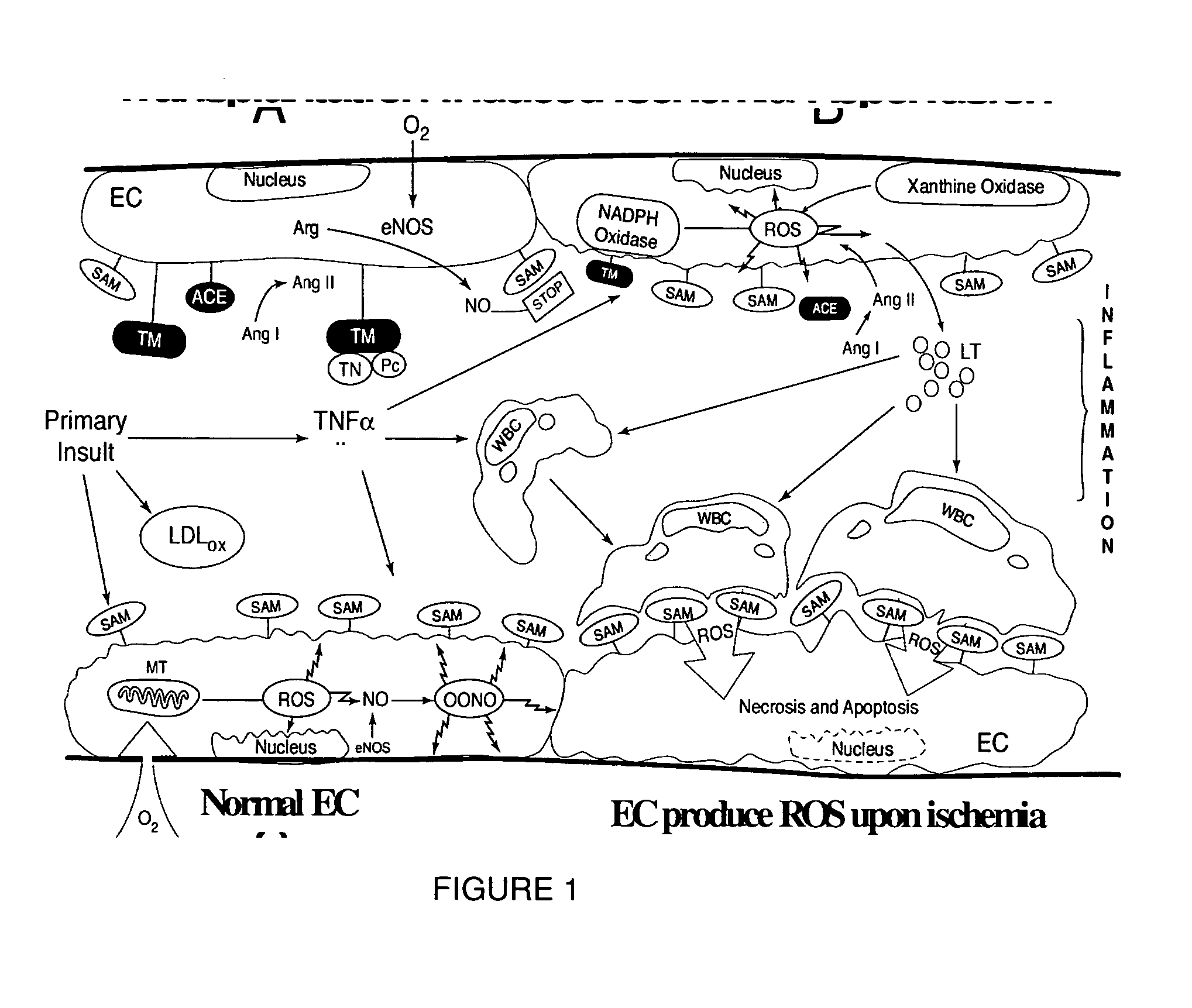 Flaxseed lignan complex, methods of using AMD compositions thereof