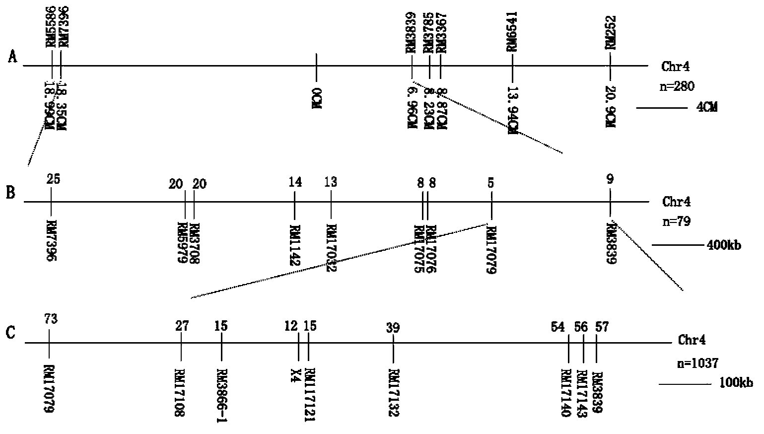 Clone of gene PM1 for controlling paddy rice spike and application of gene PM1