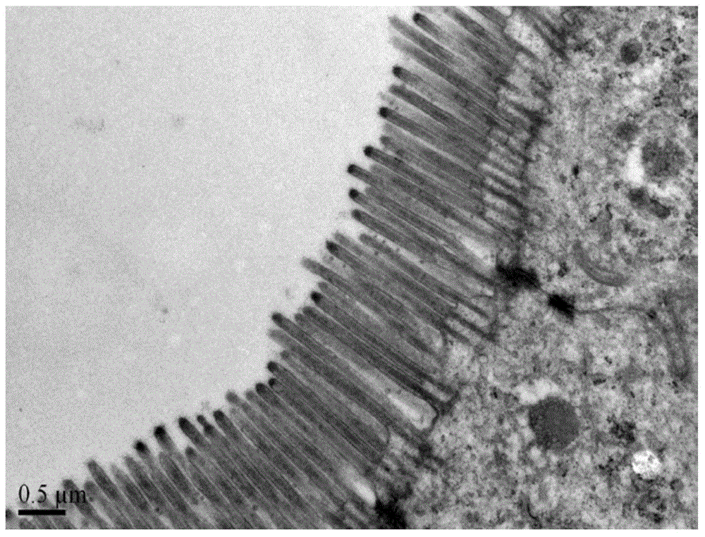 Intestinal mucosa-improving selenium supplement and its preparation method and use