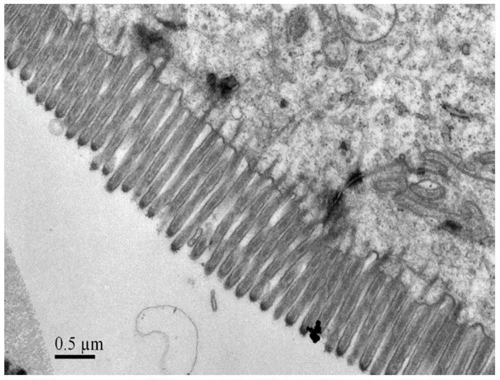 Intestinal mucosa-improving selenium supplement and its preparation method and use