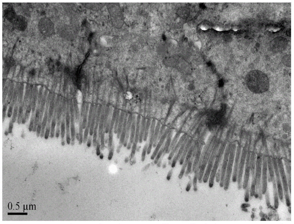 Intestinal mucosa-improving selenium supplement and its preparation method and use