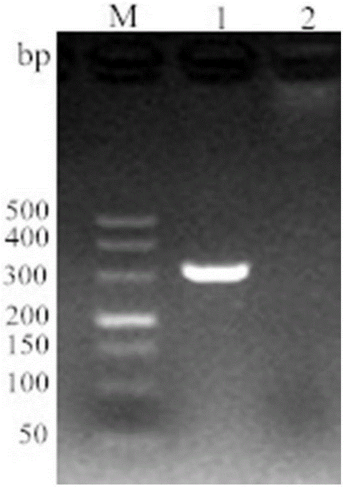 LAMP and PCR non-diagnostic detection method for lawsonia intracellularis