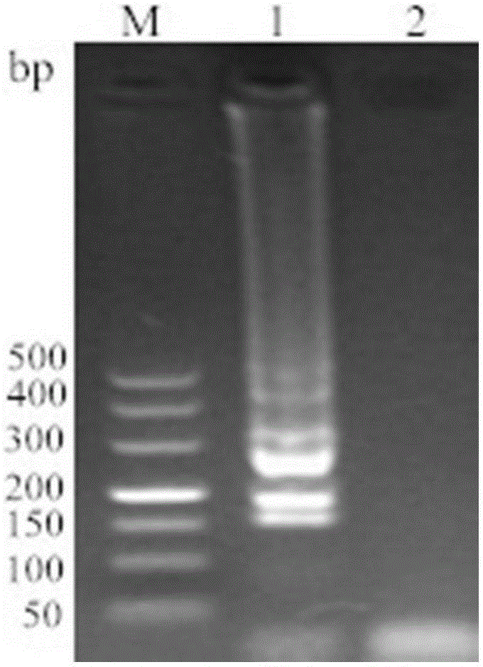 LAMP and PCR non-diagnostic detection method for lawsonia intracellularis