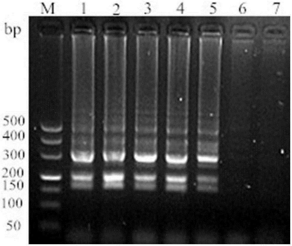 LAMP and PCR non-diagnostic detection method for lawsonia intracellularis