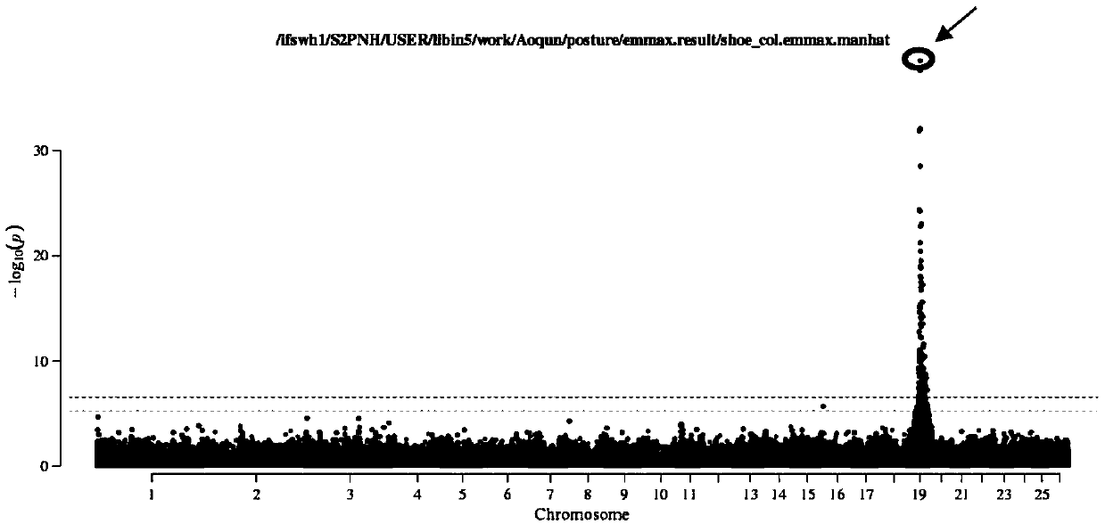 SNP (Single Nucleotide Polymorphism) marker remarkably related to Australian white sheep hoof color grade, molecular marker and application