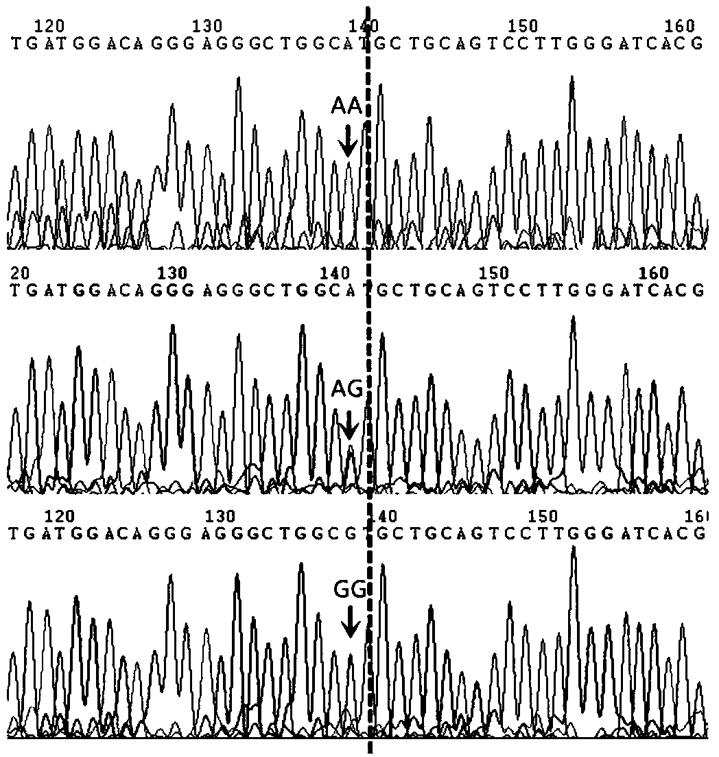 SNP (Single Nucleotide Polymorphism) marker remarkably related to Australian white sheep hoof color grade, molecular marker and application