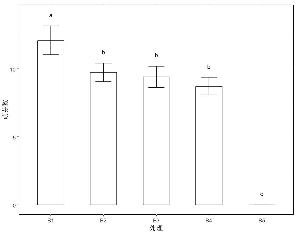 Method for obtaining large-batch high-quality explants by castanopsis hystrix branch bending and germination promotion technology and application thereof