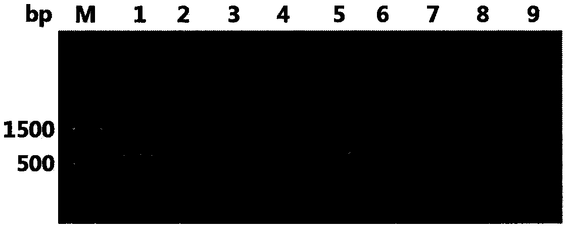 A kind of universal total RNA extraction kit and method