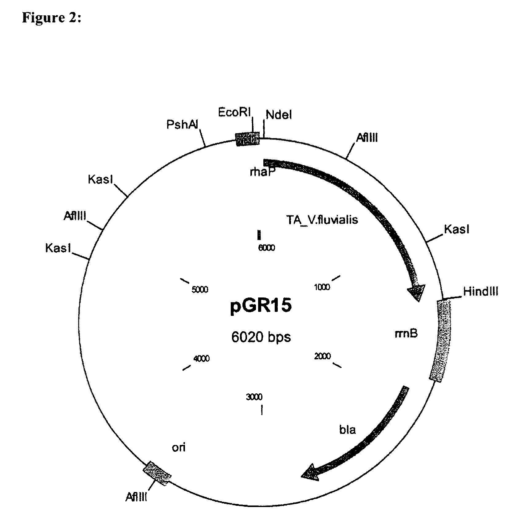 Process for preparing enantiomerically enriched amines