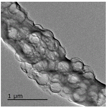 Preparation method of SnO2/C fiber