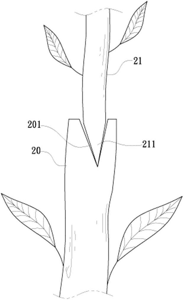 Grafting shear capable of straightly shearing stems