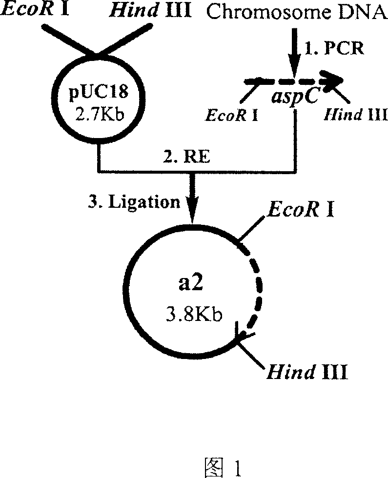 Mutant aspartate aminotransferase and its preparing process and application