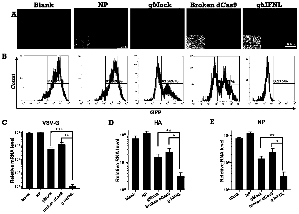 Plasmid carrying nanoparticle for preventing and treating influenza virus and preparation method thereof