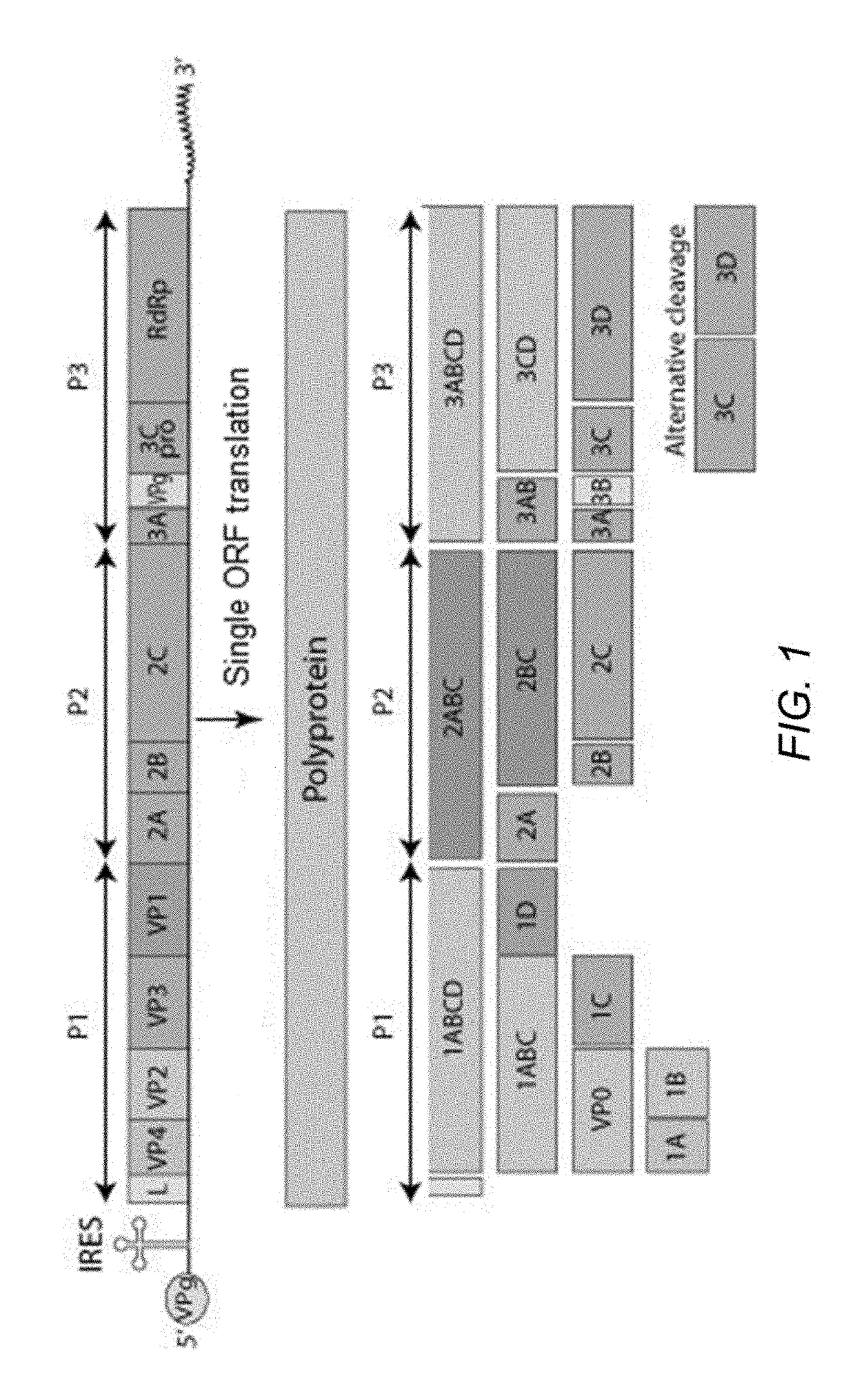 Modified Foot-And-Mouth Disease Virus 3C Proteases, Compositions And Methods Thereof