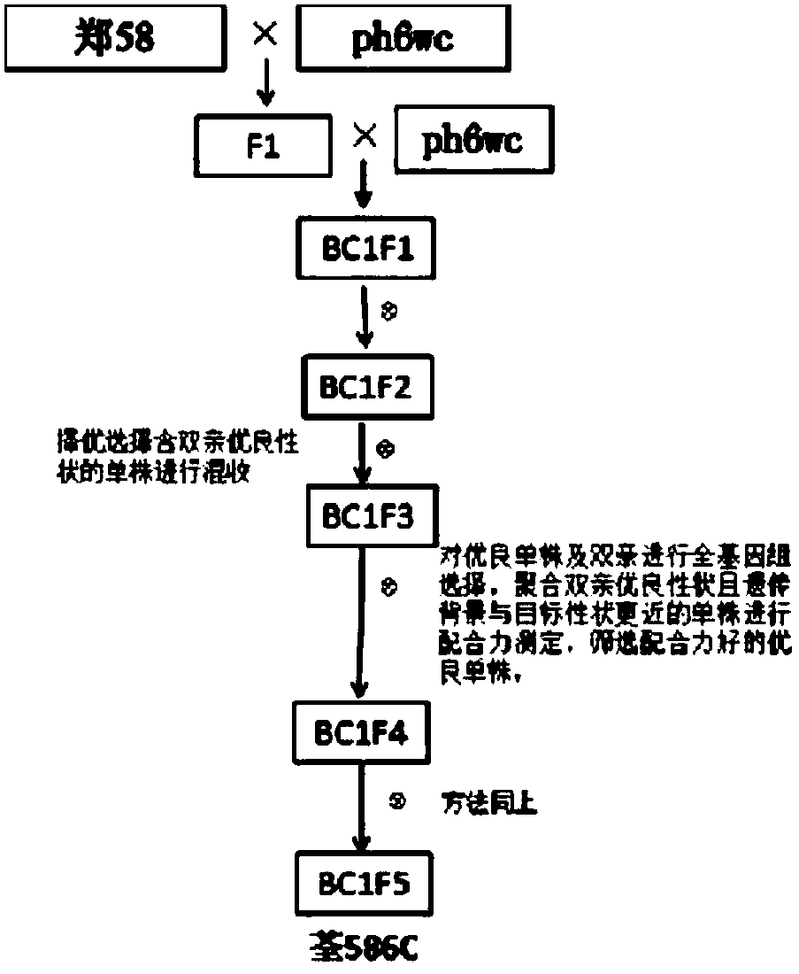 Method for quickly and accurately breeding maize inbred line by maize whole genomics technology