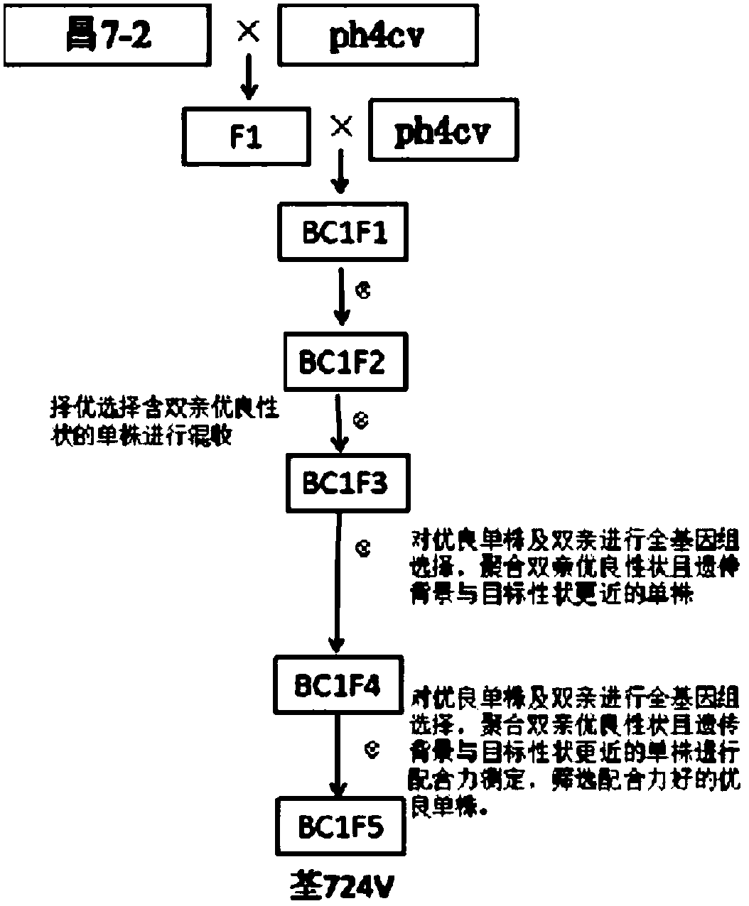 Method for quickly and accurately breeding maize inbred line by maize whole genomics technology