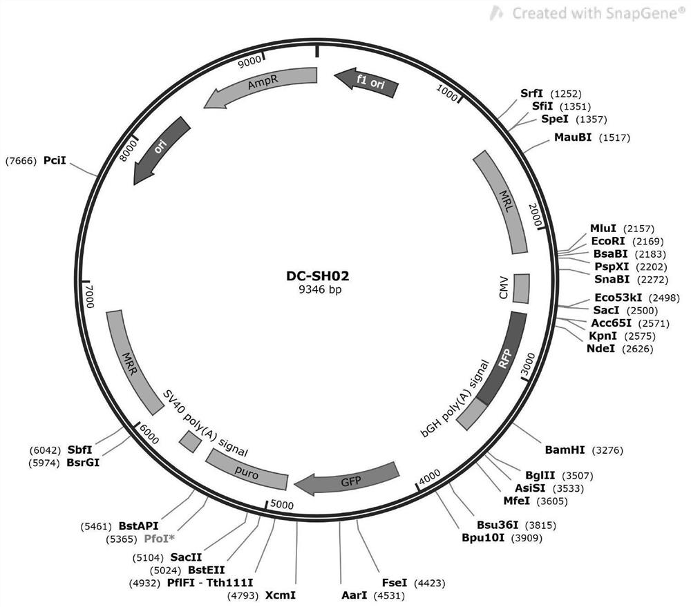 CHO cell line capable of stably expressing African swine fever CD2v protein as well as construction method and application of CHO cell line