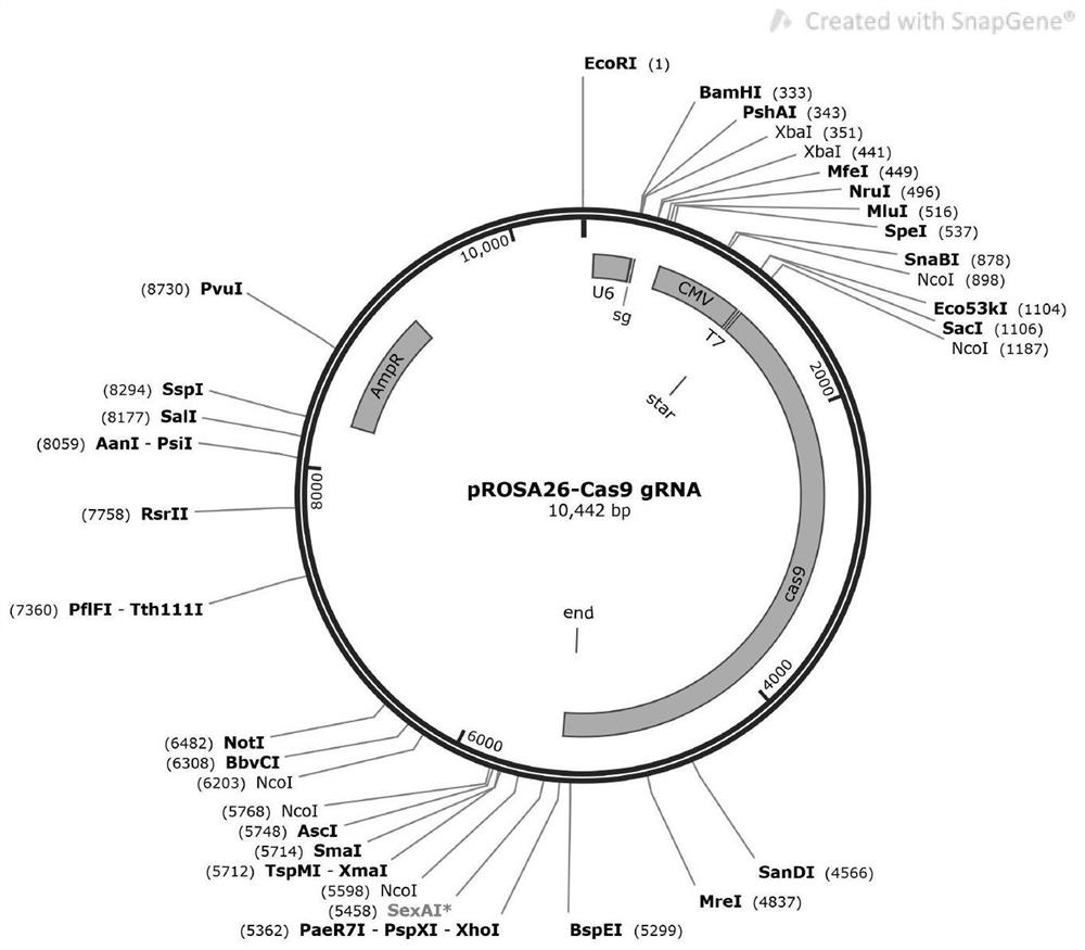 CHO cell line capable of stably expressing African swine fever CD2v protein as well as construction method and application of CHO cell line