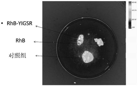 A kind of pentapeptide modified rhodamine b compound and its preparation method and application