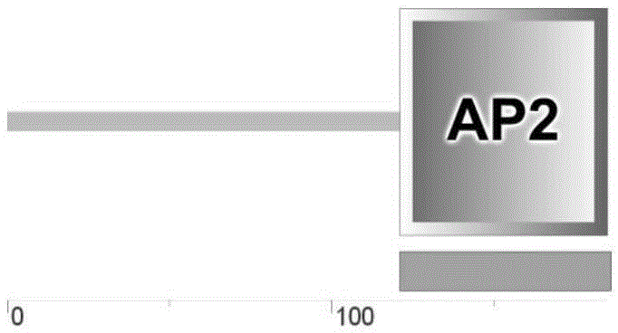 ERF transcription factor related to plant stress resistance and encoding gene and application thereof