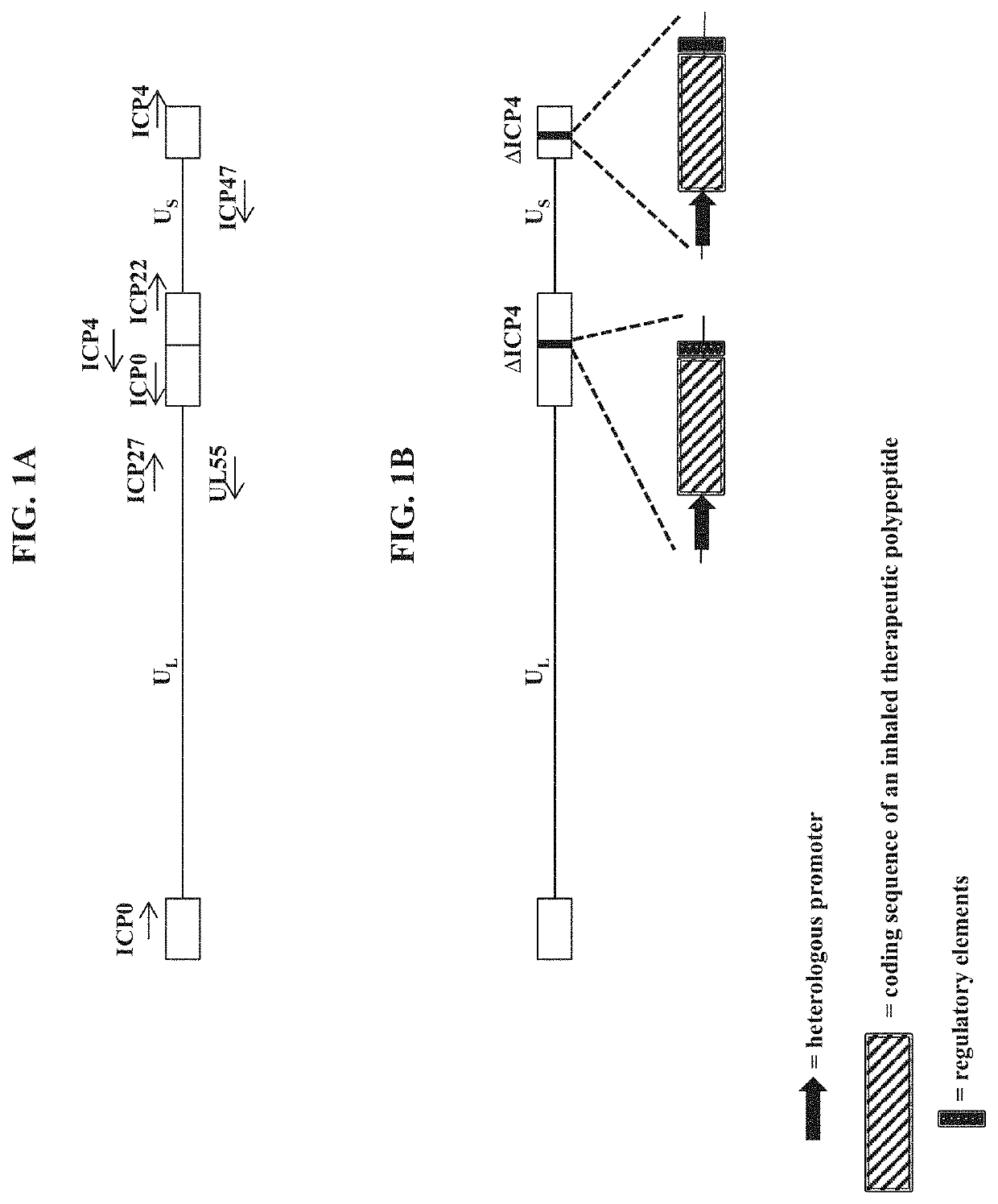 Compositions and methods for gene delivery to the airways and/or lungs