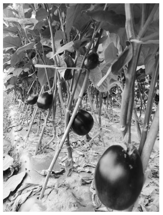 Breeding method of bacterial wilt resistant male sterile eggplant rootstock