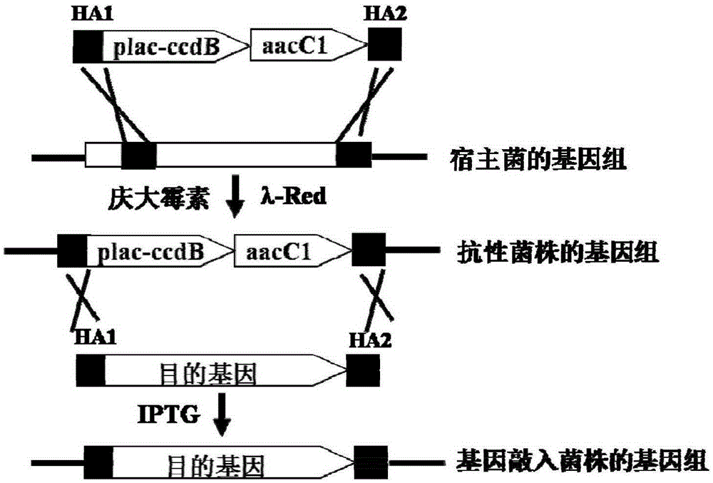 Negative selection marker for escherichia coli gene knock-in