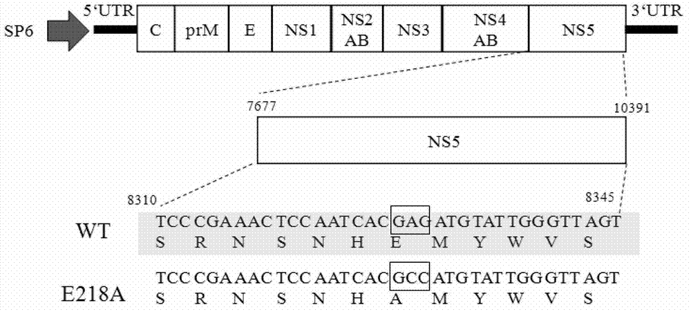 Recombinant encephalitis B virus and application thereof