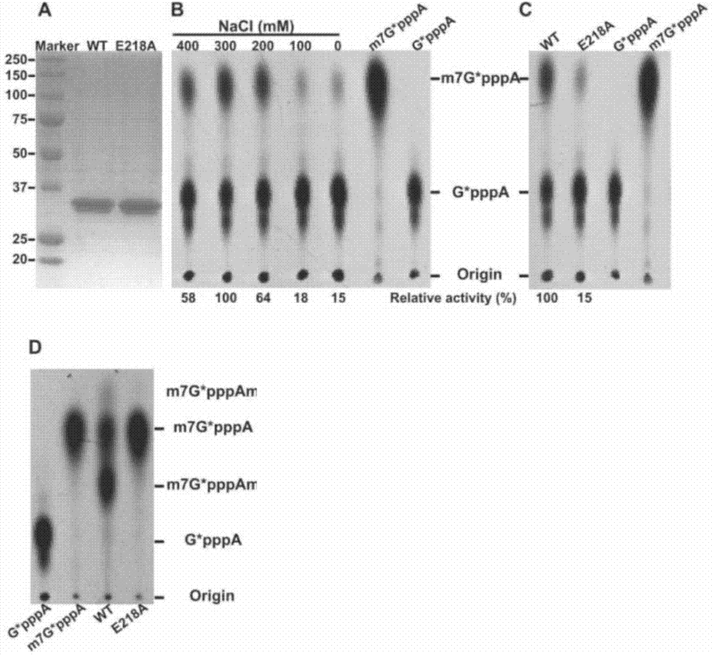 Recombinant encephalitis B virus and application thereof