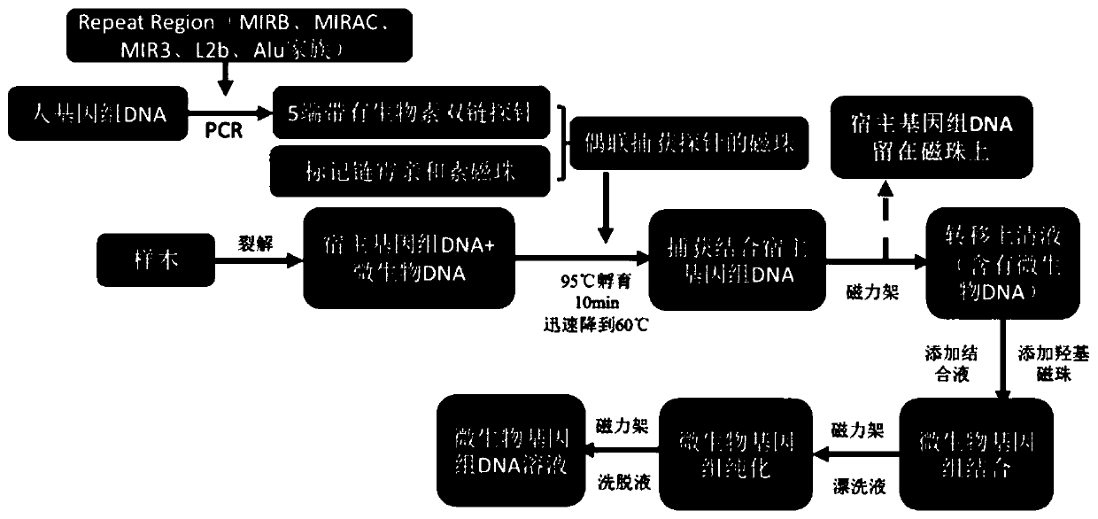 Microbial nucleic acid extraction method with host genome DNA removal function and kit