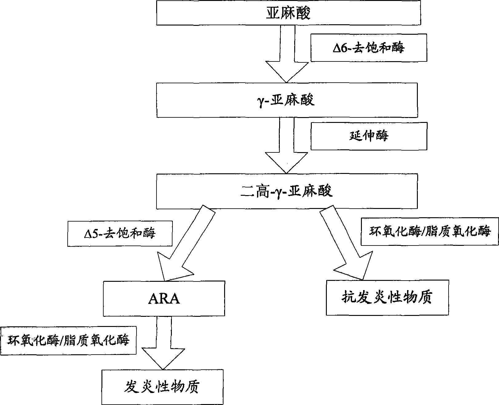 Application of fungal immunomodulatory protein for inhibiting delta 5-desaturated enzyme