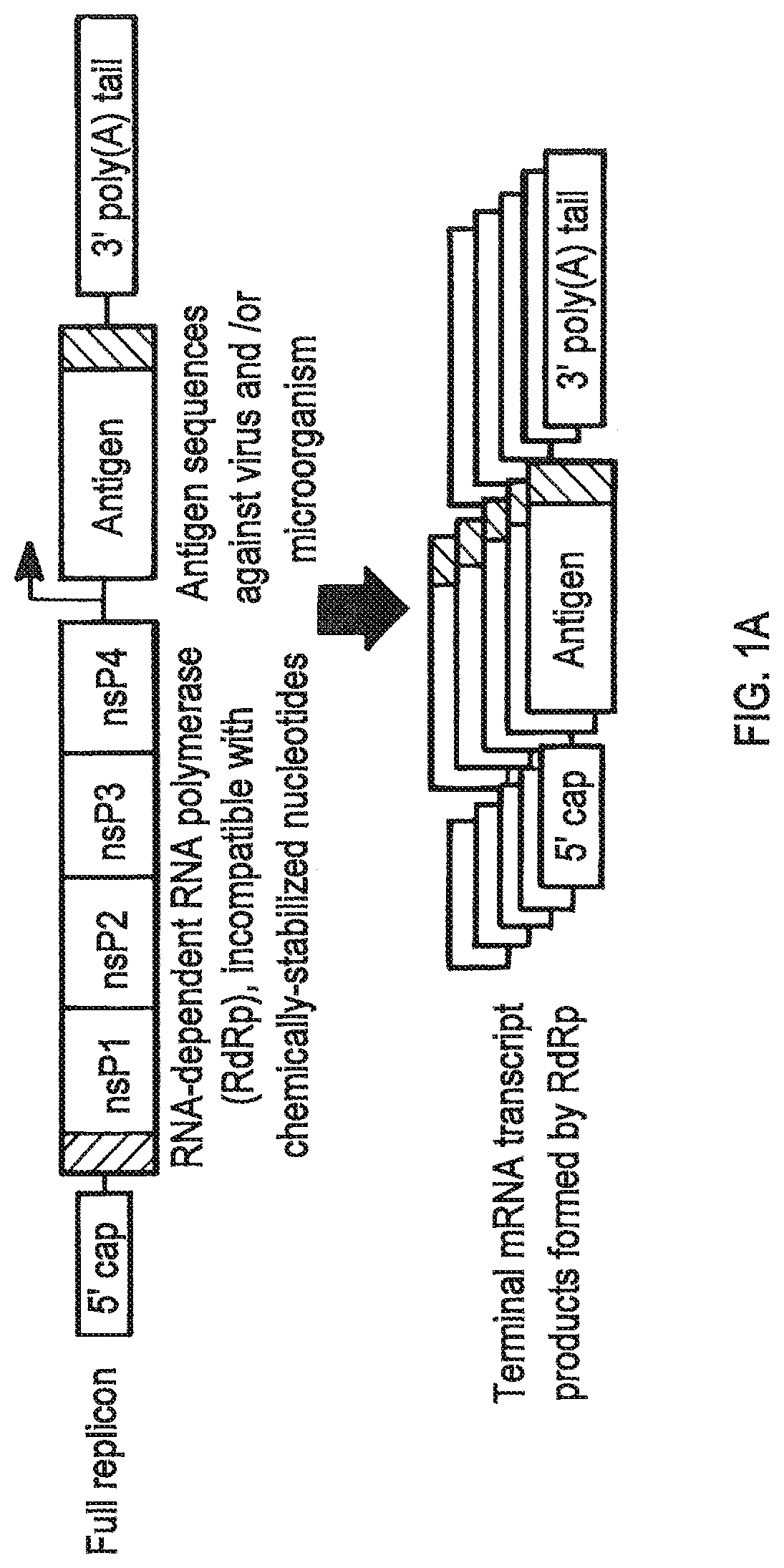 Compositions and methods for modified dendrimer nanoparticle delivery