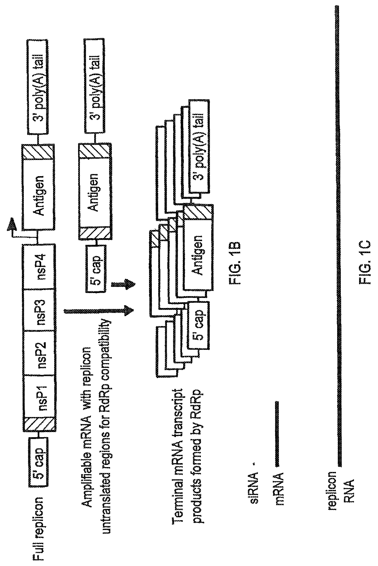 Compositions and methods for modified dendrimer nanoparticle delivery